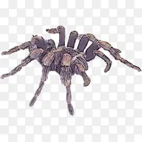 狼蛛 昆虫 蜘蛛-空若网 狼蛛 昆虫 蜘蛛-空若网