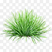 采购产品香根草 商品 麦草-空若网 采购产品香根草 商品 麦草-空若网