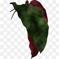 Ҷ ֲ��ṹ ����ѧ-������