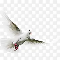 鸟类 喙 米-空若网 鸟类 喙 米-空若网