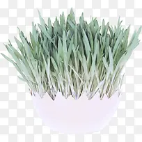 �� ��� ����-������