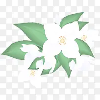 花 叶 植物-空若网 花 叶 植物-空若网