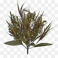 草 树-空若网 草 树-空若网