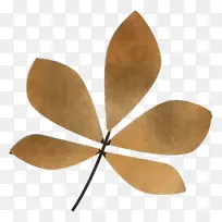 叶 植物 植物结构-空若网 叶 植物 植物结构-空若网