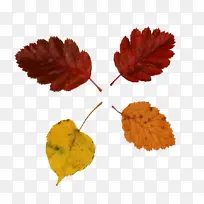 叶 花瓣 植物结构-空若网 叶 花瓣 植物结构-空若网