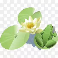 青蛙埃及荷花夹艺术-睡莲-空若网 青蛙埃及荷花夹艺术-睡莲-空若网