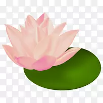 埃及荷花插花艺术-睡莲-空若网 埃及荷花插花艺术-睡莲-空若网