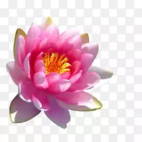 °£¼°Á«»¨Ë®ÉúÖ²Îï³ØÌÁ°ÙºÏ-Ë®°ÙºÏ-¿ÕÈôÍø °£¼°Á«»¨Ë®ÉúÖ²Îï³ØÌÁ°ÙºÏ-Ë®°ÙºÏ-¿ÕÈôÍø