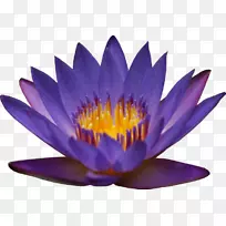 埃及莲花百合-空若网 埃及莲花百合-空若网