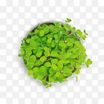 叶菜-空若网 叶菜-空若网