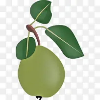 叶 果实 植物-空若网 叶 果实 植物-空若网