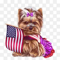 约克郡梗 小狗 鼻子-空若网 约克郡梗 小狗 鼻子-空若网