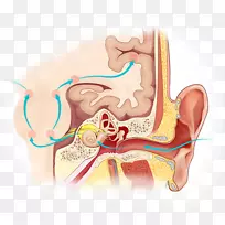 听觉系统听觉加工障碍-空若网 听觉系统听觉加工障碍-空若网