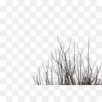 树枝树桌面壁纸剪贴画.树枝-空若网 树枝树桌面壁纸剪贴画.树枝-空若网