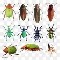 甲壳虫甲壳素昆虫-空若网 甲壳虫甲壳素昆虫-空若网