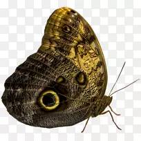 èͷӥ��������èͷӥ����-������