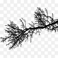 ��֦����Ӱ����֦-������