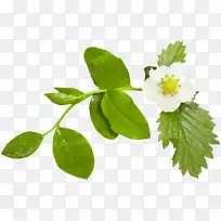 花卉剪贴画-拉旺达-空若网 花卉剪贴画-拉旺达-空若网