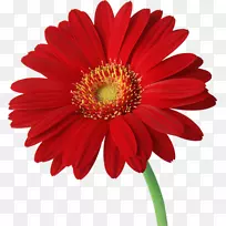 德兰士瓦菊花红普通雏菊插花艺术-拉凡达-空若网 德兰士瓦菊花红普通雏菊插花艺术-拉凡达-空若网