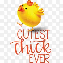 鸟类 喙 米-空若网 鸟类 喙 米-空若网