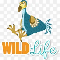 鸟类 喙 标志-空若网 鸟类 喙 标志-空若网