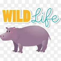 卡通 猪 鼻子-空若网 卡通 猪 鼻子-空若网