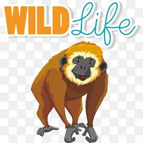 长臂猿 绘画-空若网 长臂猿 绘画-空若网