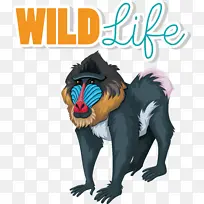 袋熊 鸟类 灰鼠-空若网 袋熊 鸟类 灰鼠-空若网