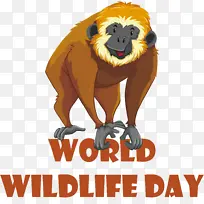 猫 格拉夫 鼻子-空若网 猫 格拉夫 鼻子-空若网