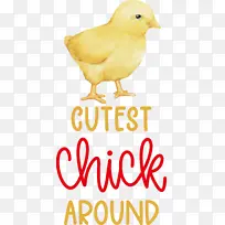 鸟 喙 黄-空若网 鸟 喙 黄-空若网