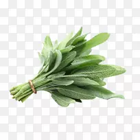 普通鼠尾草-空若网 普通鼠尾草-空若网