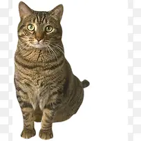 可爱猫咪素材-空若网 可爱猫咪素材-空若网