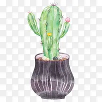 多肉植物开花仙人掌-空若网 多肉植物开花仙人掌-空若网