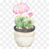 多肉植物生石花开花-空若网 多肉植物生石花开花-空若网