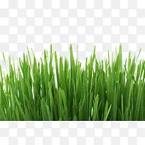 Ö²ÎïÂ̲ÝÃâ¿ÛËØ²Ä8-¿ÕÈôÍø Ö²ÎïÂ̲ÝÃâ¿ÛËØ²Ä8-¿ÕÈôÍø