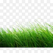 植物绿草免扣素材3-空若网 植物绿草免扣素材3-空若网