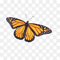 翩翩起舞的美丽蝴蝶-空若网 翩翩起舞的美丽蝴蝶-空若网