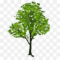 ��ɫ���� ��ľ-������