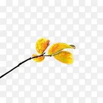 �＾��ɫ��Ҷ-������