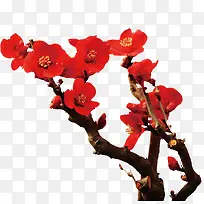 ��ɫ÷����֦111-������