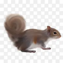 超级可爱小松鼠-空若网 超级可爱小松鼠-空若网