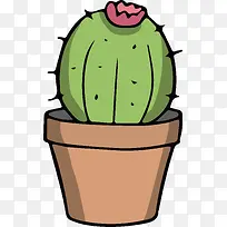 开花的仙人球-空若网 开花的仙人球-空若网