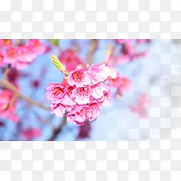 春天樱花摄影背景设计元素之一-空若网 春天樱花摄影背景设计元素之一-空若网