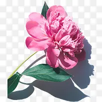 文艺清新粉色的装饰花-空若网 文艺清新粉色的装饰花-空若网