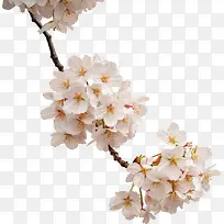 一整枝白色的花朵-空若网 一整枝白色的花朵-空若网