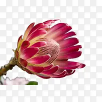 一朵含苞待放的花朵-空若网 一朵含苞待放的花朵-空若网