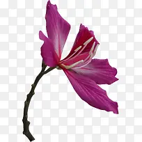 春天紫色的花朵-空若网 春天紫色的花朵-空若网