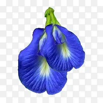 ������֥��-������