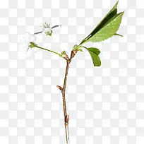 樱花-空若网 樱花-空若网