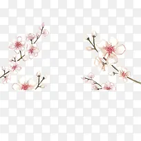 手绘风美丽樱花树枝-空若网 手绘风美丽樱花树枝-空若网